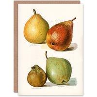Artery8 John Wright Art Card Four Pear Varieties Vintage Illustration in White