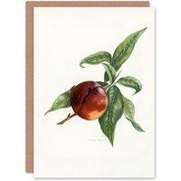 Artery8 John Wright Art Card Vintage Illustration of Pine Apple Nectarine in White