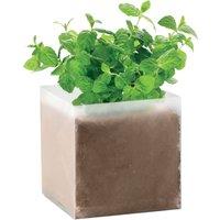 MidOcean Mint Herb Seeds in Beige