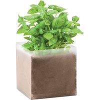MidOcean Basil Basil Seeds in Beige