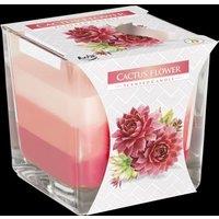 KDMD Rainbow Jar Candle - Cactus flower in Pink