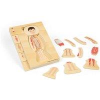 Bigjigs Toys Male Anatomy Puzzle - 26pcs Human Body Jigsaw Set, Wooden Jigsaws