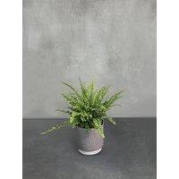 All Occasions Indoor Houseplants with Ceramic Pot, Real Indoor Plant for Home, Bedroom, Kitchen & Living Room in Green