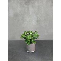 All Occasions Indoor Houseplants with Ceramic Pot, Real Indoor Plant for Home, Bedroom, Kitchen & Living Room in Green