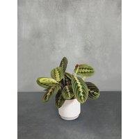 All Occasions Indoor Houseplants with Ceramic Pot, Real Indoor Plant for Home, Bedroom, Kitchen & Living Room, Perfect for Clean Air in Green