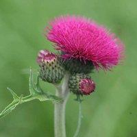 Plant Theory Atropurpureum Brook Thistle Perennials Flowering Plants Cirsium Rivulare 2L Pot in Green