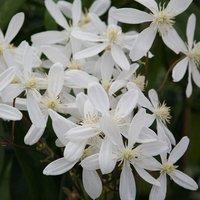 Plant Theory Clematis Armandi Snowdrift White Flowering Vine Climbing Plant 60cm Cane 2L Pot