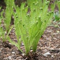 Plant Theory Shuttlecock Fern Matteuccia Struthiopteris Outdoor Ferns Jungle Plant 2L Pot in Green