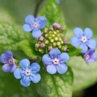 Plant Theory Brunnera Jack Frost Siberian Bugloss Perennials Flowering Plants 2L Pot in Green