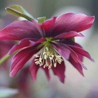 Plant Theory Harvington Double Chocolate Lenten Rose Hellebore Flowering Plants 2L Pot in Green