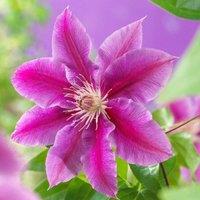 Plant Theory Clematis Doctor Ruppel Pink Flowering Vine Climbing Plant 60cm Cane 3L Pot