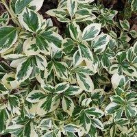 Plant Theory Silver Queen Evergreen Bittersweet Shrub Plant Euonymus Fortunei 2L Pot in Green