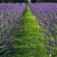 Plant Theory Phenomenal Lavender Outdoor Shrub Plant Lavandula x Intermedia 2L Pot in Green