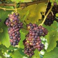 Plant Theory Red Grape Crimson Seedless Fruit Bush Vitis Vinifera Shrub Plant 3L Pot 60cm in Green