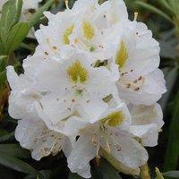 Plant Theory Madame Masson Outdoor Shrub Plant Rhododendron Garden Tree Bush 2L Pot in Green