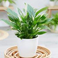 Primrose Spathiphyllum wallisii Bellini Peace Lilly Plant 30cm Houseplant 13cm Pot in Green