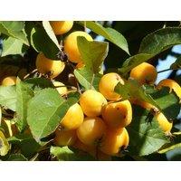 Direct Plants Malus Butterball Crab Aplle Fruit Tree 6ft Tall Supplied in a 12 Litre Pot by Directplants in Green