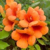 Plant Theory Campsis Indian Summer Chinese Trumpet Orange Flowering Climber 60cm Cane 3L Pot