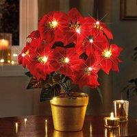 Coopers of Stortford Light-Up Potted Poinsettia with Warm White LEDs in Red