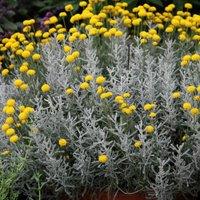 Plant Theory Cotton Lavender Outdoor Shrub Plant Santolina Chamaecyparissus 2L Pot in Green