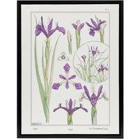 Artery8 Purple Iris Flower Framed Canvas Wall Art Print Vintage Floral Verneuil in White | Size: W18 x H24