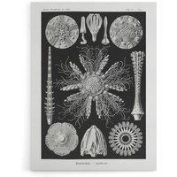 Artery8 Sea Urchin Ocean Beach Haeckel Botanical Canvas Wall Art in Black | Size: W18 x H24