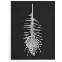 Artery8 Sea Shell Sketch on Black Haeckel Botanical Canvas Wall Art | Size: W18 x H24