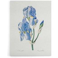 Artery8 Iris Pallida Botanical Redoute Vintage Canvas Wall Art in White | Size: W18 x H24