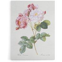 Artery8 Pink Rosebush Flowers Redoute Vintage Canvas Wall Art in White | Size: W18 x H24