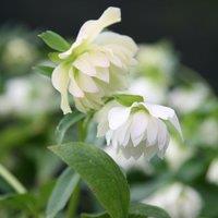 Plant Theory Harvington Double White Lenten Rose Hellebore Perennials Flowering Plants 2L Pot in Green
