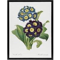 Artery8 Floral Primula Auricula Redoute Vintage Black Framed Canvas Wall Art in White | Size: W18 x H24