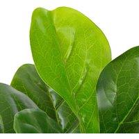 Berkfield Home Artificial Plant Fiddle Leaves with Pot Green 90 cm