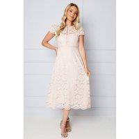 Wallis Women's Lace Fit & Flare Midi Dress in Blush | Size: 18