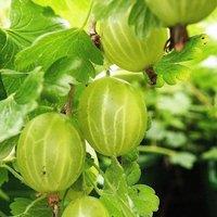 Plant Theory Gooseberry Hinnonmki Grn Fruit Bush Ribes Fruiting Berry Shrub Plant 3L Pot in Green