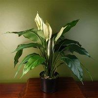Leaf Artificial Plant Large Lily Peace White Spathiphyllum Botanik