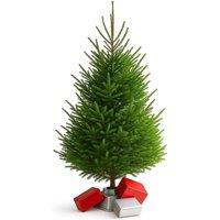 Clifton Premier Norway Spruce Xmas Tree - Fresh Cut - 1.75m - 2.0m (5.75 - 6.5ft) in Green