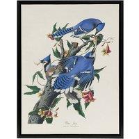Artery8 Blue Jay & Trumpet Flowers Audubon Nature Black Framed Canvas Art in White | Size: W18 x H24