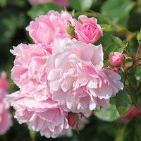 Plant Theory Bonica Rose Bush Pink Flowering Roses Shrub Rose 4L Pot