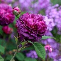Plant Theory Cardinal de Richelieu Rose Bush Purple Flowering Roses Gallica Rose 4L Pot