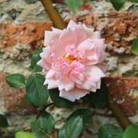Plant Theory Albertine Rose Bush Pink Flowering Roses Rambler Rose 4L Pot
