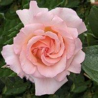 Plant Theory Compassion Rose Bush Pink Flowering Roses Climbing Hybrid Tea Rose 4L Pot
