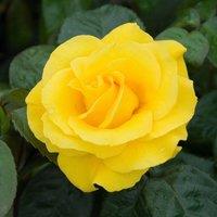 Plant Theory Golden Wedding Rose Bush Yellow Flowering Roses Floribunda Rose 4L Pot