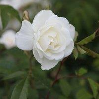 Plant Theory Climbing Iceberg Rose Bush White Flowering Roses Climbing Floribunda Rose 4L Pot