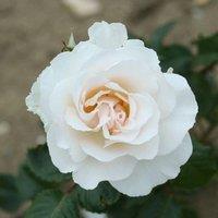 Plant Theory Margaret Merril Rose Bush White Flowering Roses Floribunda Rose 4L Pot