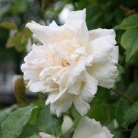 Plant Theory Madame Alfred Carrire Rose Bush White Flowering Roses Climbing Noisette Rose 4L Pot