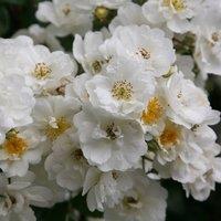 Plant Theory Rambling Rector Rose Bush White Flowering Roses Rambler Rose 4L Pot