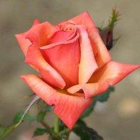 Plant Theory Remember Me Rose Bush Orange Flowering Roses Hybrid Tea Rose 4L Pot