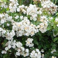 Plant Theory Wedding Day Rose Bush White Flowering Roses Rambler Rose 4L Pot