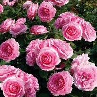 Plant Theory Mum in a Million Rose Bush Pink Flowering Roses Hybrid Tea Rose 4L Pot