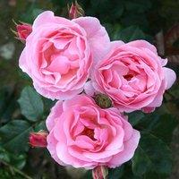 Plant Theory The Queen Elizabeth Rose Bush Pink Flowering Roses Floribunda Rose 4L Pot